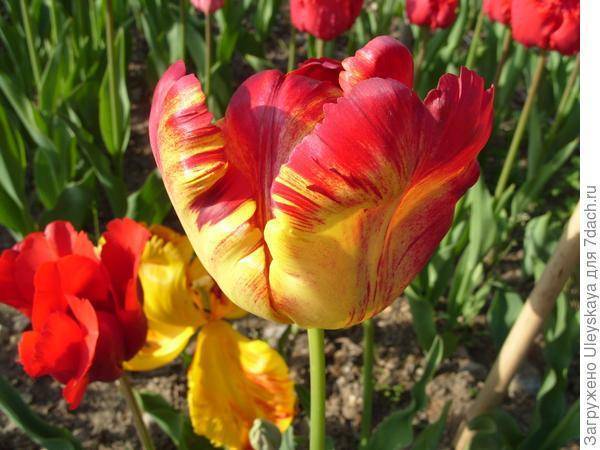 Виды и сорта тюльпанов - цветочки - медиаплатформа миртесен