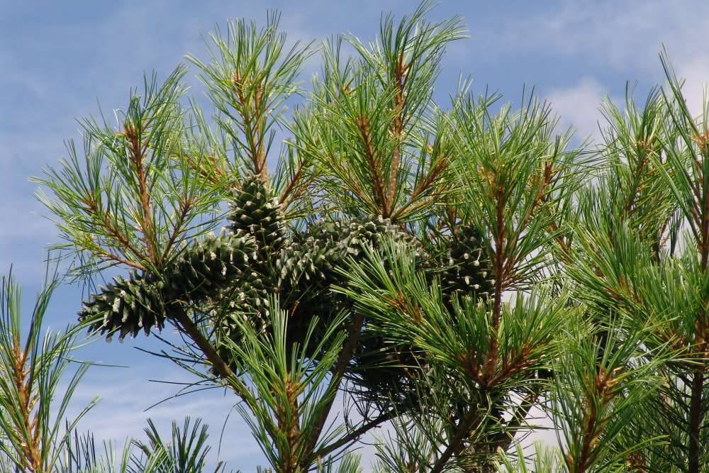 Pinus koraiensis