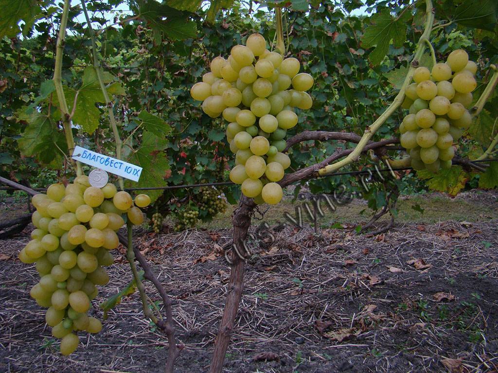 Гибрид крайнова в.н. виноград «благовест»: основные характеристики, описание сорта и фото