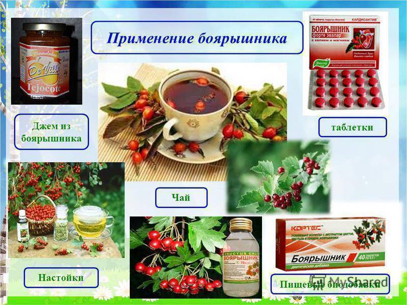 Боярышник: польза и вред, лечебные свойства и противопоказания | азбука здоровья