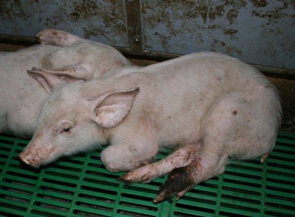 Детская больница округа муром - поствакцинальные реакции, побочные реакции вакцин и возможные осложнения