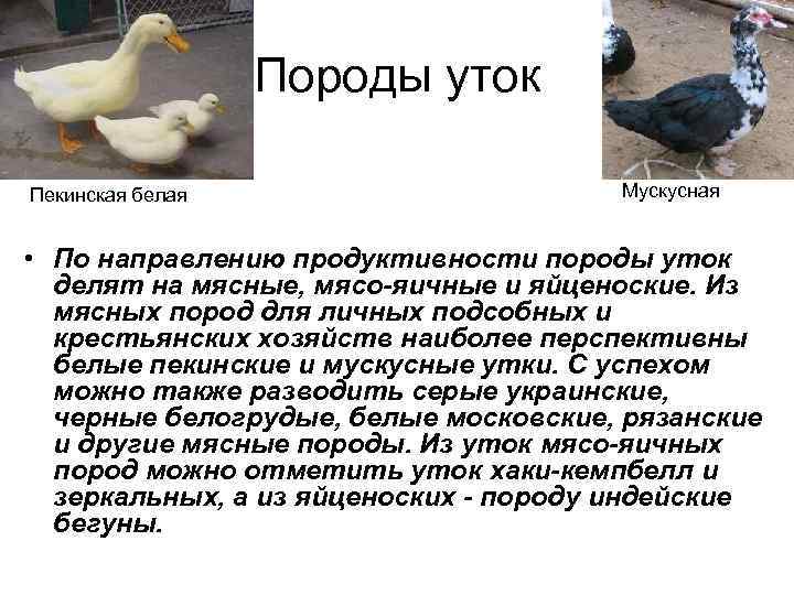✅ пекинская утка разведение в домашних условиях отзывы. пекинская утка: особенности породы и выращивание