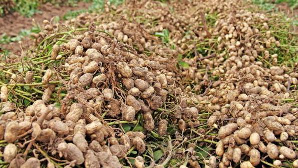 Выращивание арахиса
