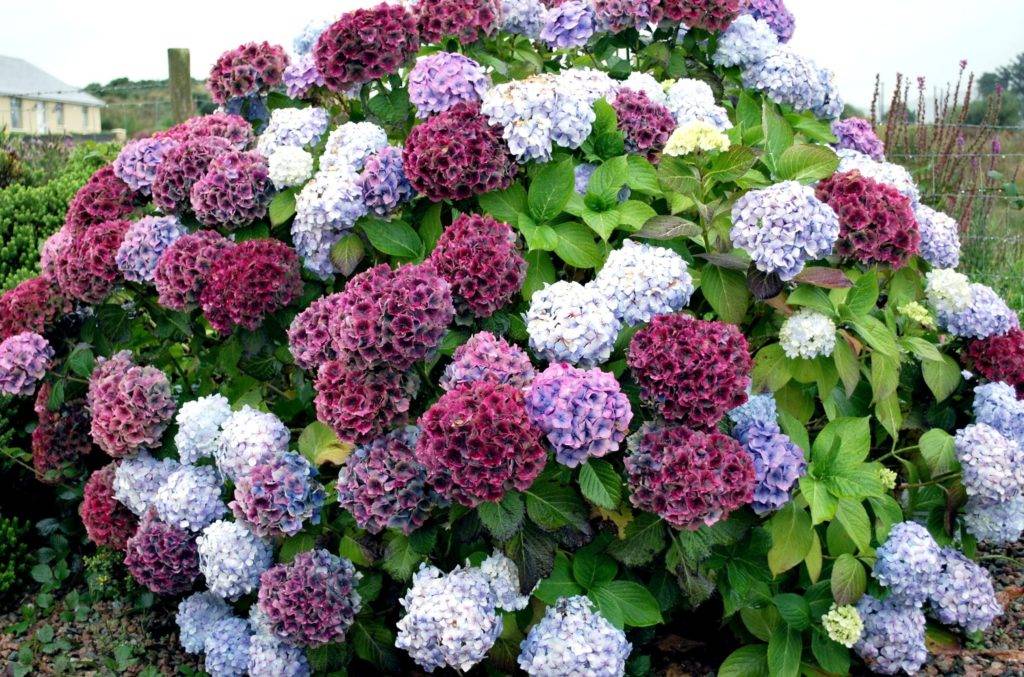 Декоративные растения: самые красивые цветы-многолетники для сада, неприхотливые долгоцветущие для дачи  - 36 фото