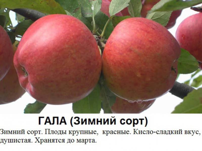 Сорта яблок для сибири с фото и описанием