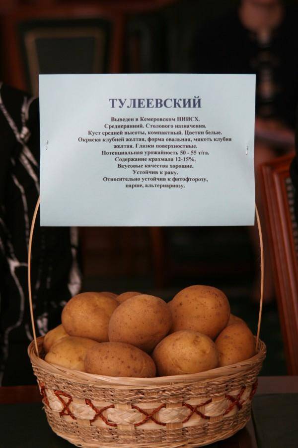 Особенности сорта картофеля «тулеевский»: описание, качества, выращивание и уход