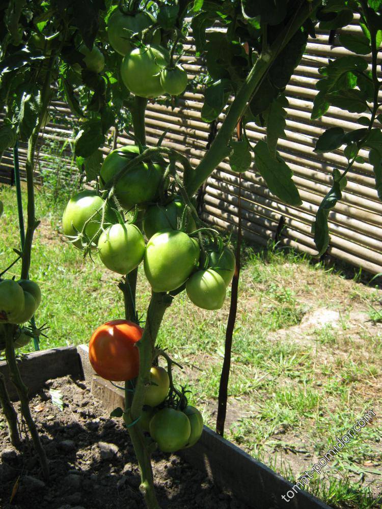Томат адамово яблоко: характеристика и описание сорта сибирских помидоров, отзывы фермеров об урожайности и фото