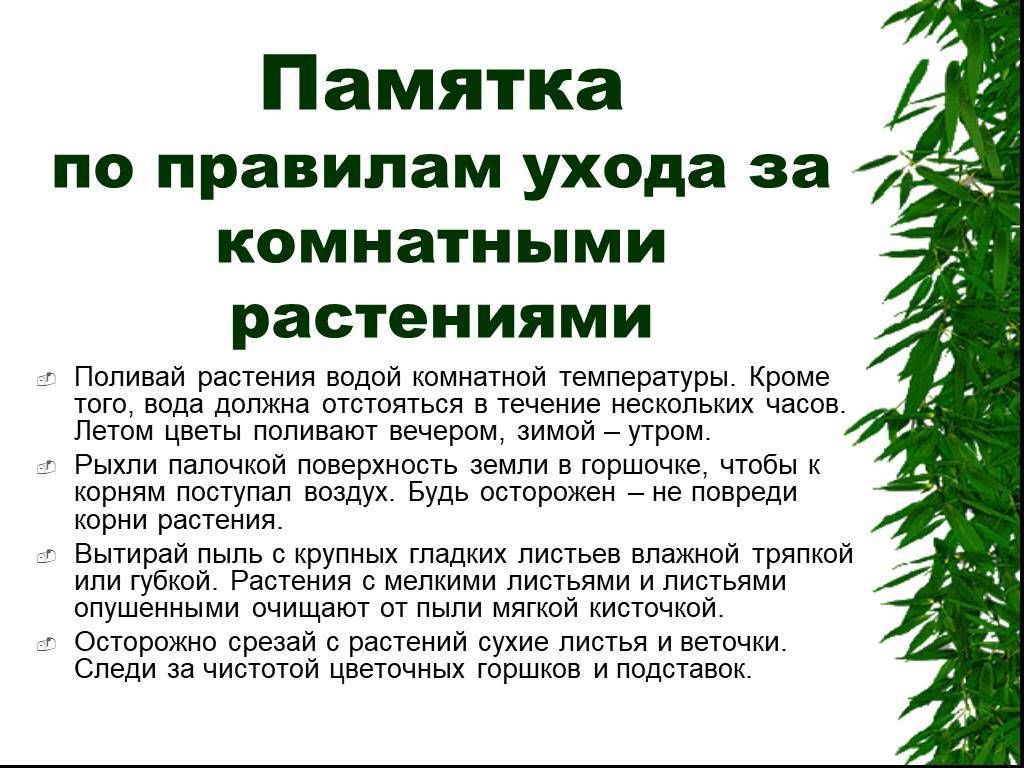 Уход за комнатными растениями презентация 1 класс