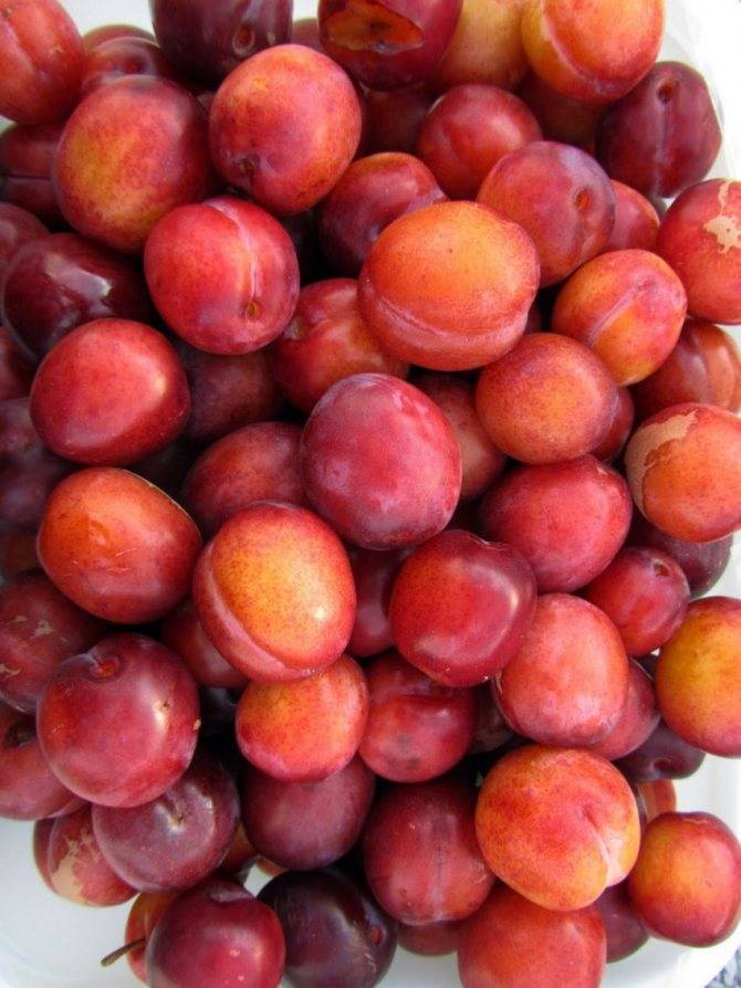 Слива абрикосовая: описание сорта, фото, отзывы