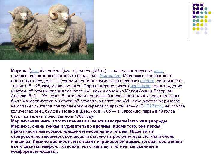 Овцы мериносы: характеристики породы, обзор подвидов