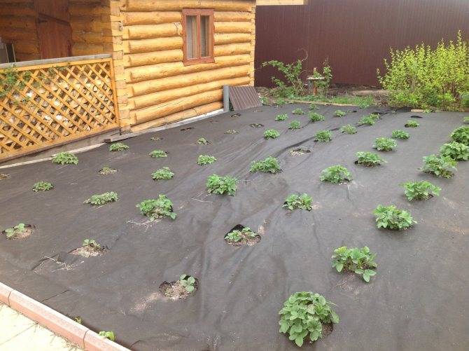 Как посадить клубнику под черный укрывной материал, спанбонд, агроволокно
