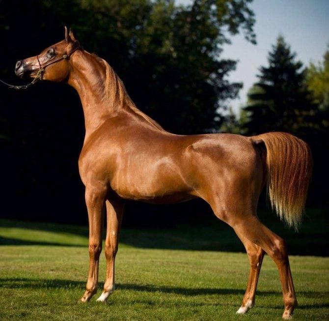 Арабская порода лошадей: история, типы и фото