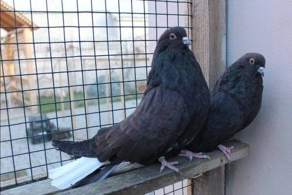 Николаевские голуби: обзор породы с фото