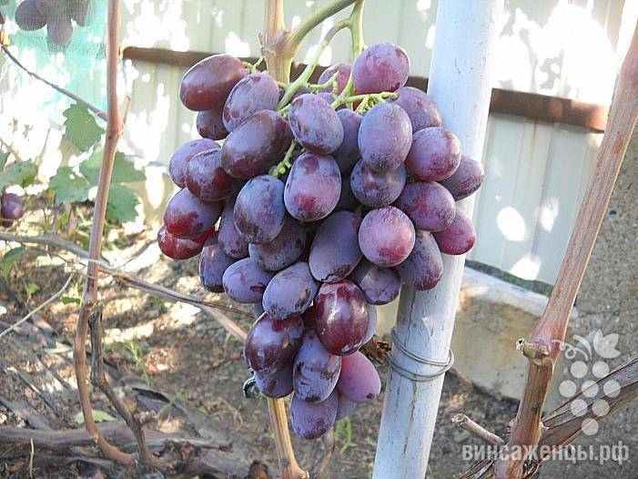 Описание сорта, отзывы и правила выращивания винограда граф монте-кристо