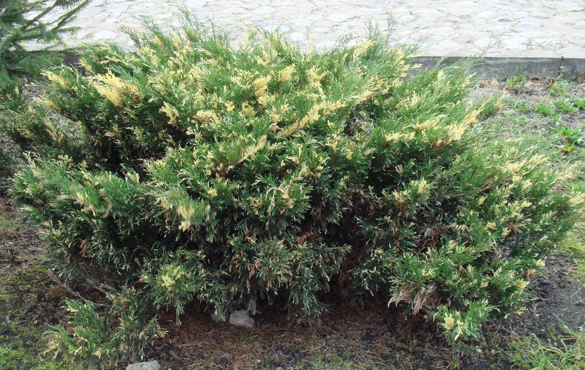 Можжевельник казацкий variegata