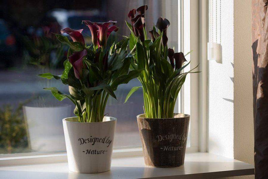 Почему каллы не цветут в открытом грунте и что делать в домашних условиях