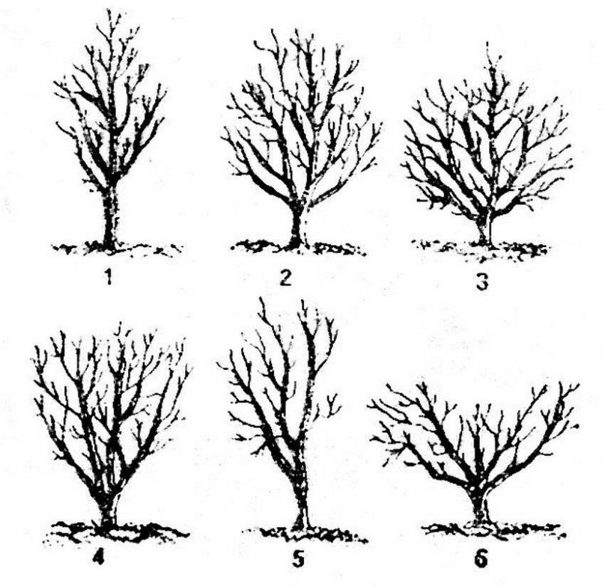 Обрезка деревьев весной для начинающих в картинках пошагово (схема, фото и видео)