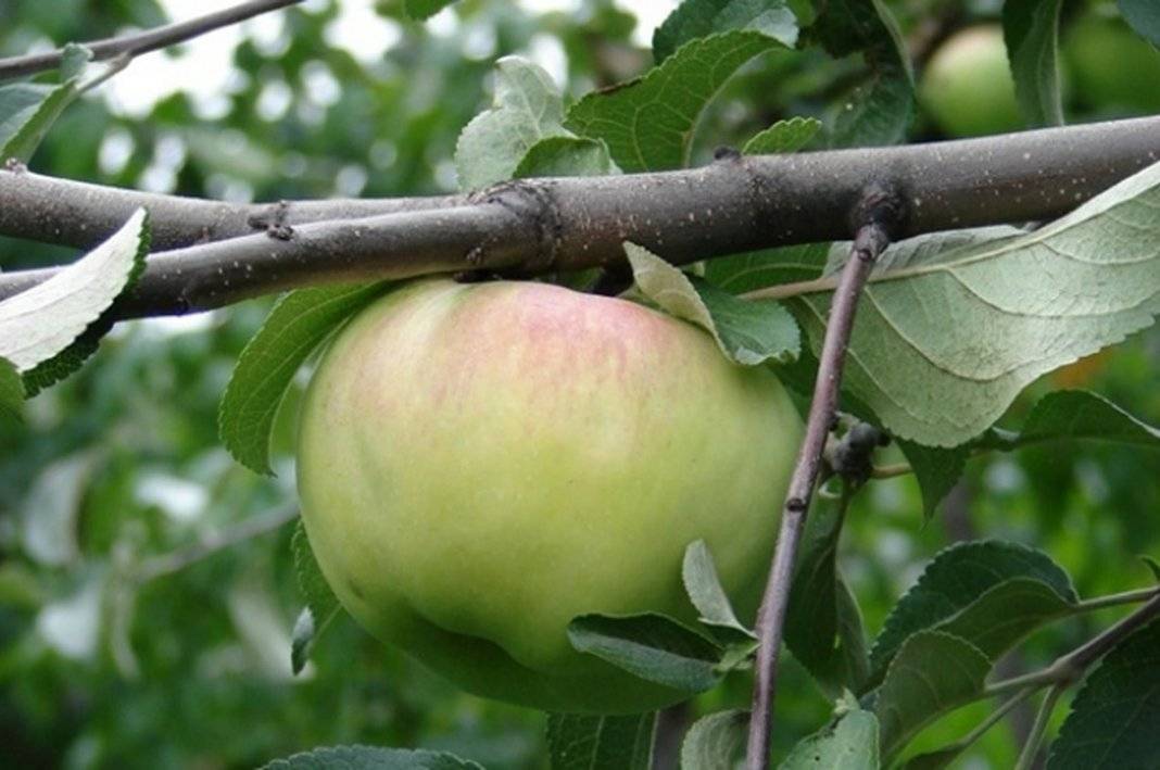 Яблоня богатырь: описание дерева и яблок, урожайность, морозостойкость + правила посадки и ухода, отзывы дачников