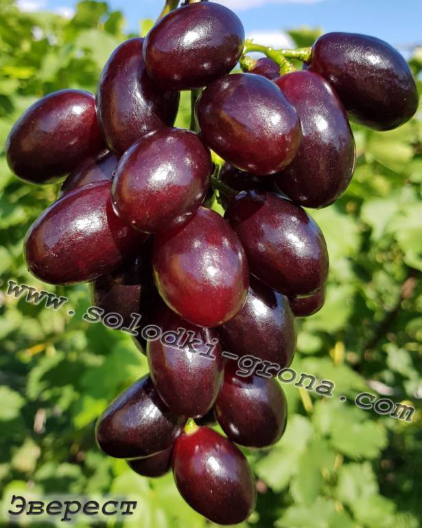 Сорт винограда эверест: описание сорта, фото и отзывы, урожайность
