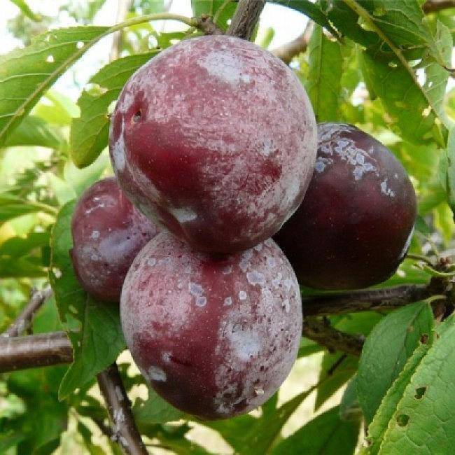 Сливово-вишневый гибрид: сорта бета, опата, мейнор,