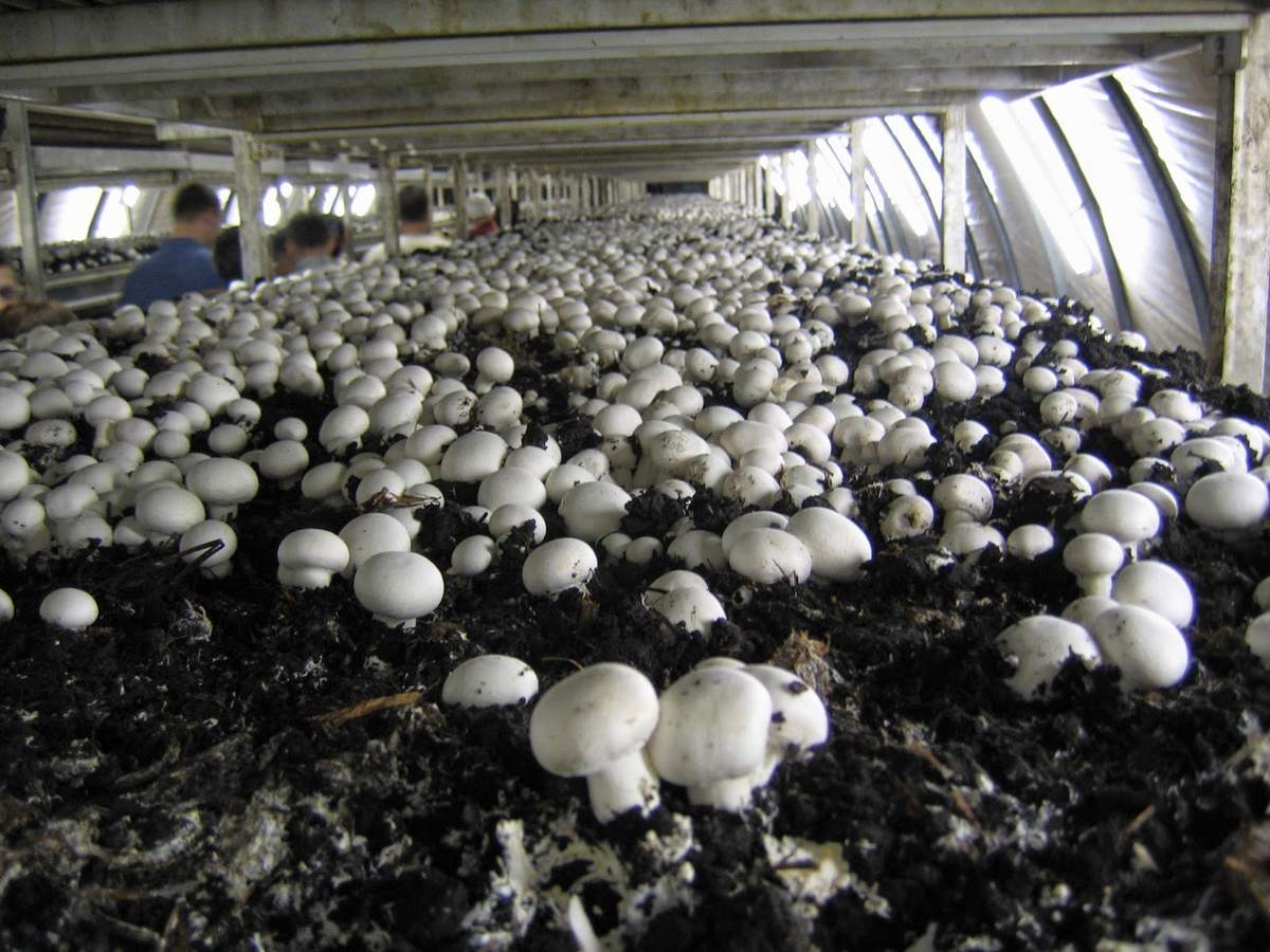 Выращивание грибов в теплице: как выращивать, белые, вешенки, шампиньоны