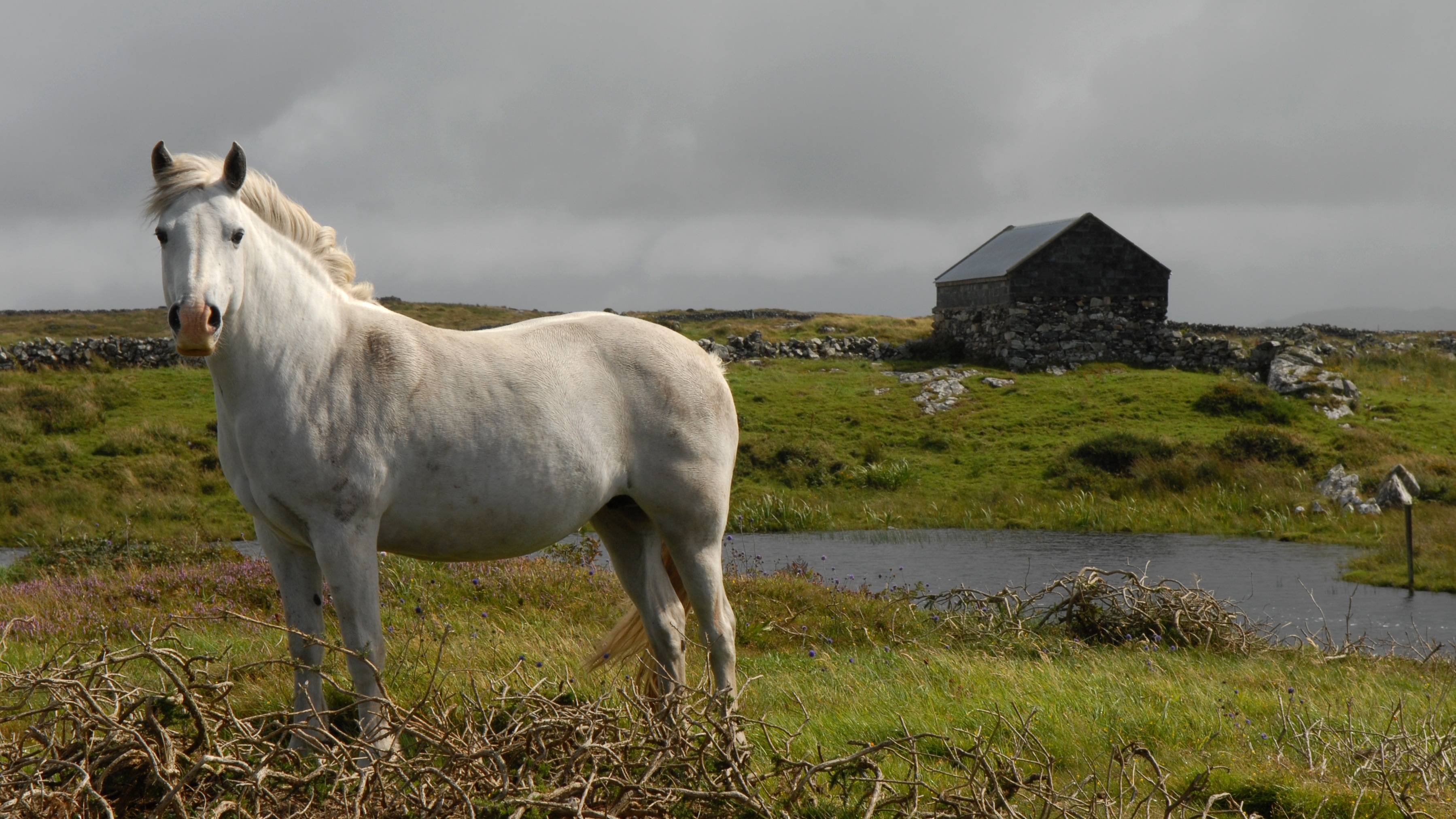 Исландская лошадь - icelandic horse - dev.abcdef.wiki