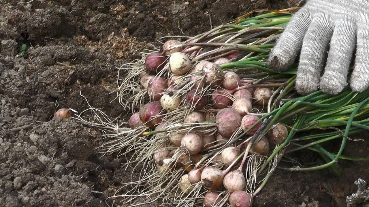 Правила выращивания чеснока из бульбочек