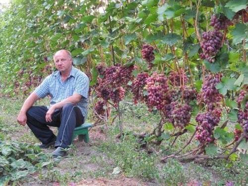 Виноград "ризамат": описание сорта, фото, отзывы