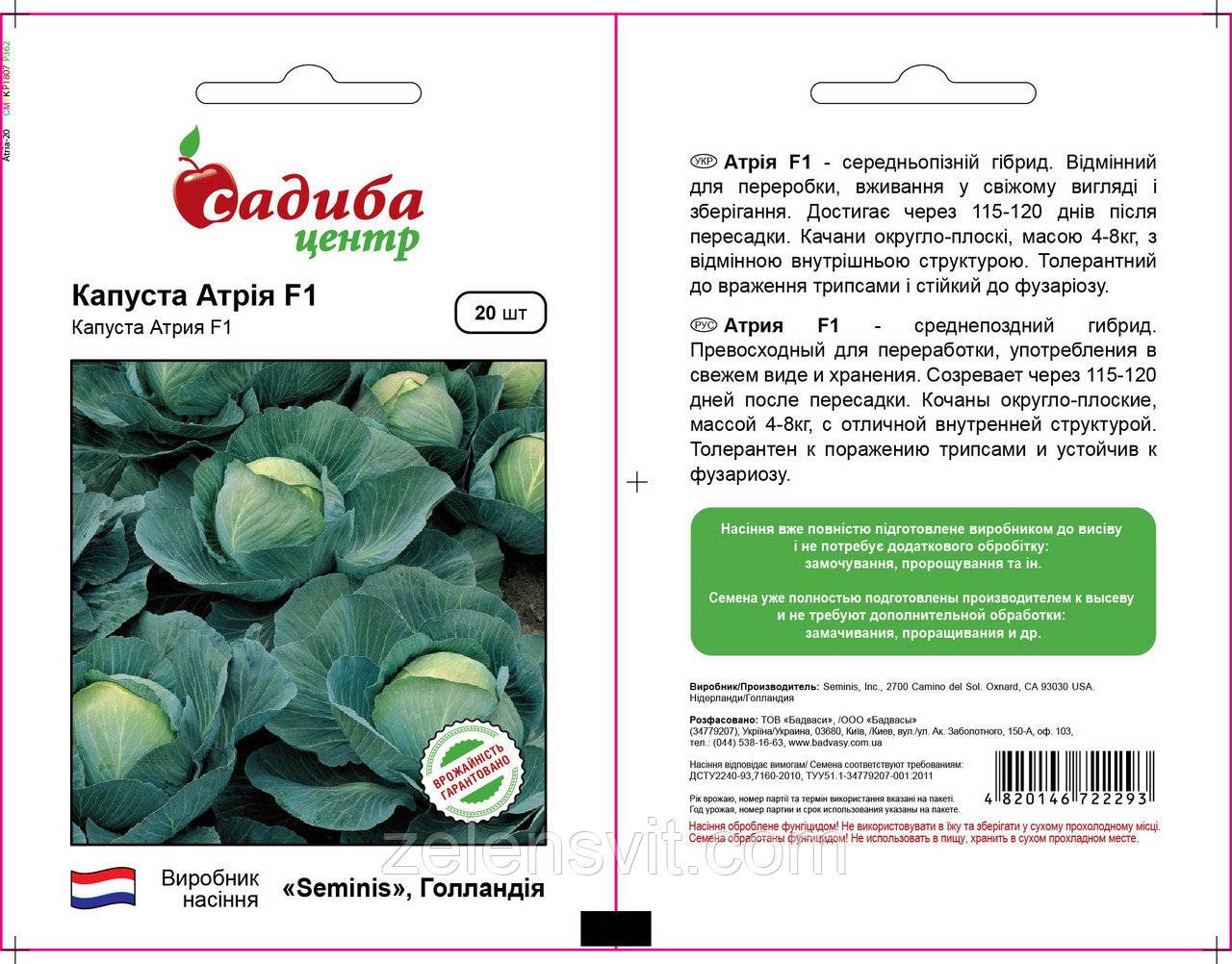 Капуста атрия f1: характеристика и описание гибрида, выращивание и уход