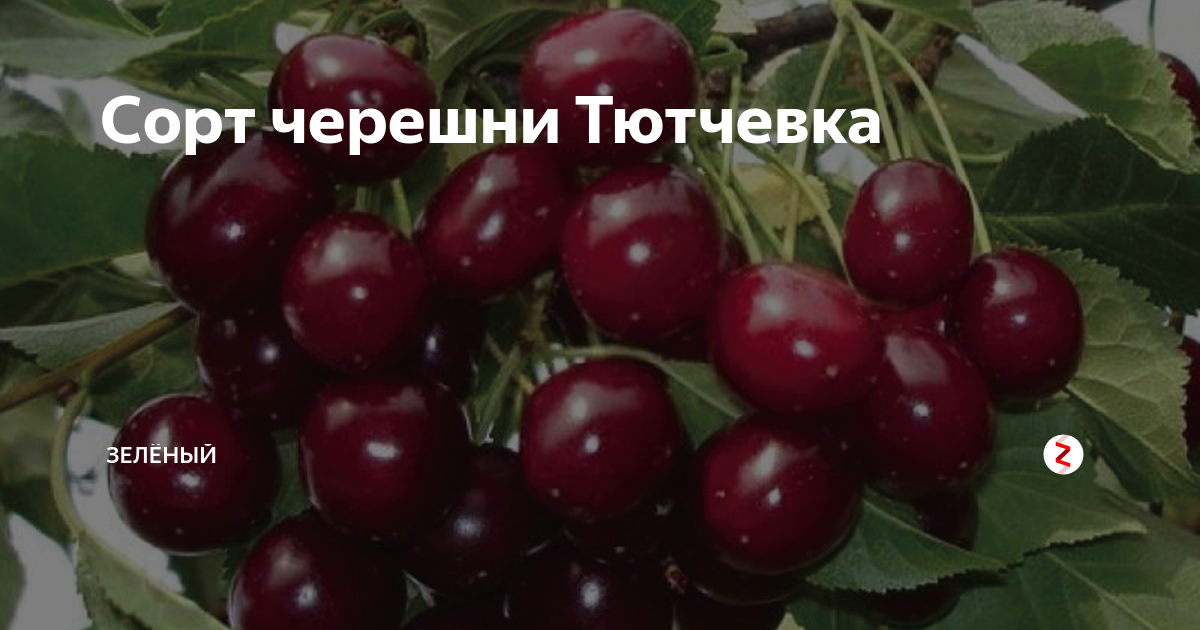 Черешня тютчевка: описание и характеристика сорта