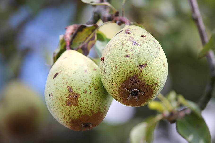 Почему гниют груши на дереве: что делать, меры борьбы с плодовой гнилью