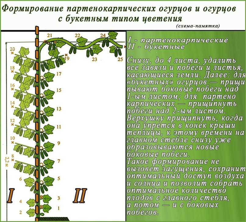 Обрезка огурцов в теплице: схема формирования, чтобы был хороший урожай