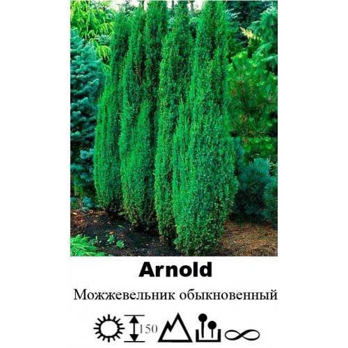 Можжевельник арнольд (arnold): описание, фото, посадка и уход, отзывы