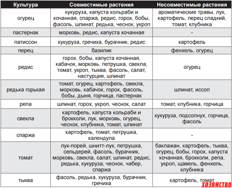 Что лучше сажать рядом. Таблица совместимости на грядке овощных культур. Соседство овощей на грядках таблица совместимости. Соседство растений на грядках таблица совместимости. Совместимость перца и чеснока на грядке.