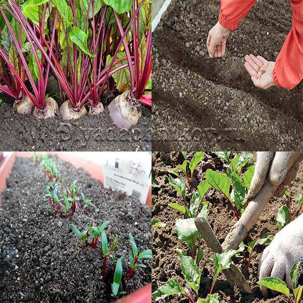 Правила выращивания из семян и ухода за брюквой в открытом грунте, с чем сажать и когда сеять
