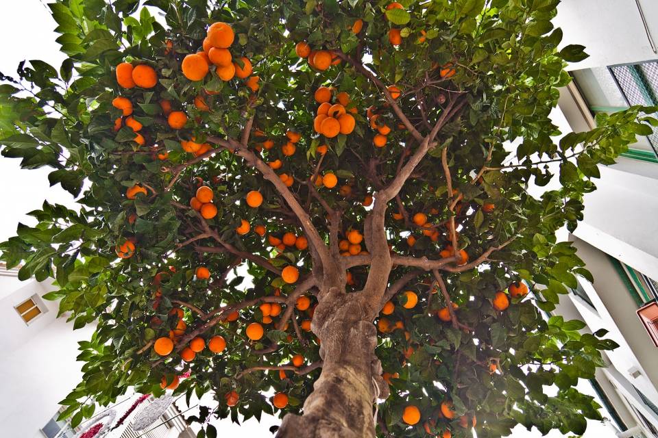 Экзотический апельсин — фрукт или ягода? сорта вечнозеленого дерева и их описание, польза и вред растения