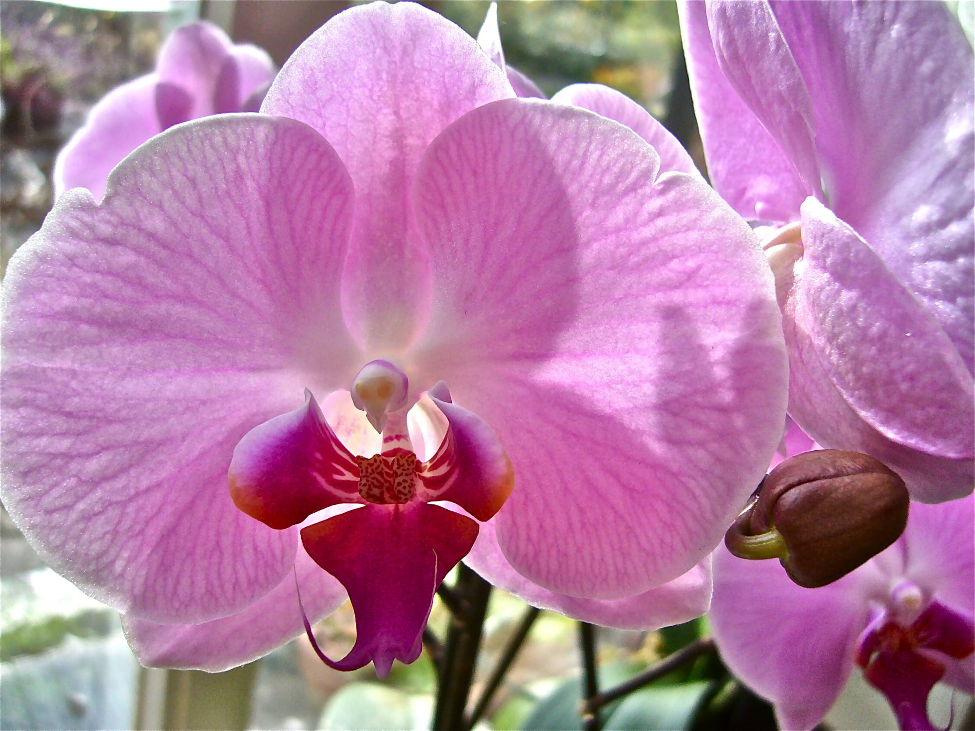 Каталог орхидей с названиями. Фаленопсис Монтпельер. Фаленопсис (Phalaenopsis) – Орхидея. Фаленопсис Мариллион. Фаленопсис Сакраменто.