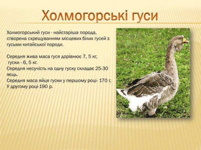 Породы домашних гусей: с фото, названиями и описанием