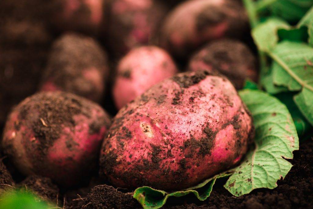 Картофель беллароза: описание и характеристика сорта, вкусовые качества, посадка, выращивание и уход, фото, видео, отзывы