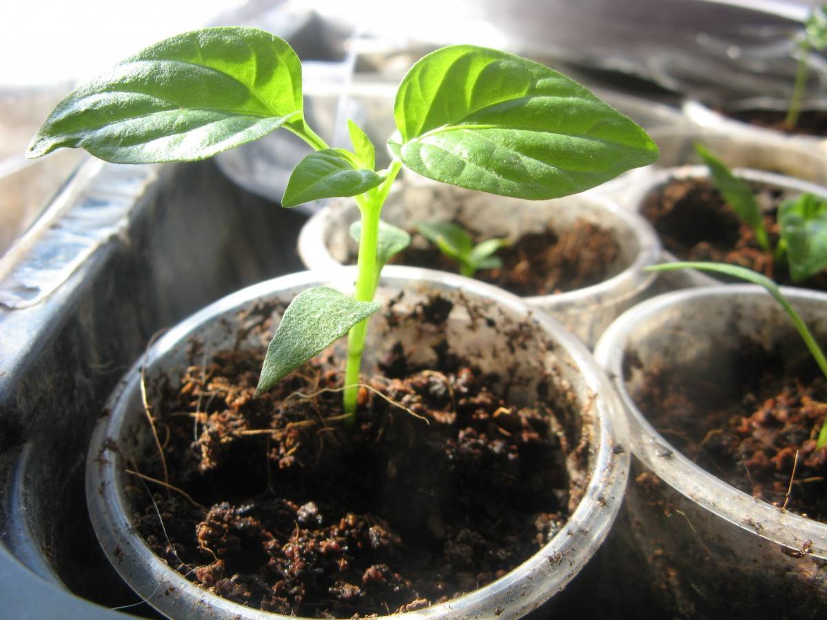 Выращивание рассады перца - сад 6 соток