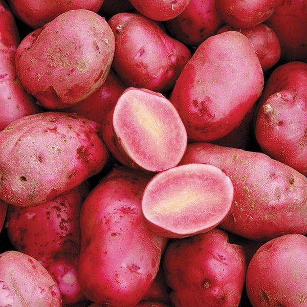 Картофель розара: описание, преимущества, отзывы, видео, выращивание и уход