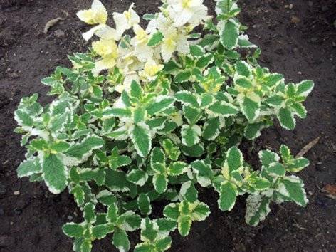 Нана вариегата (weigela nana variegata) - характеристики сорта вейгелы, советы по выращиванию, отзывы | сад и куст