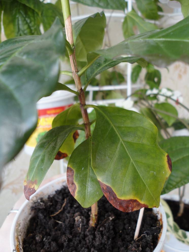 Выращивание кофейного дерева: особенности ухода за растением