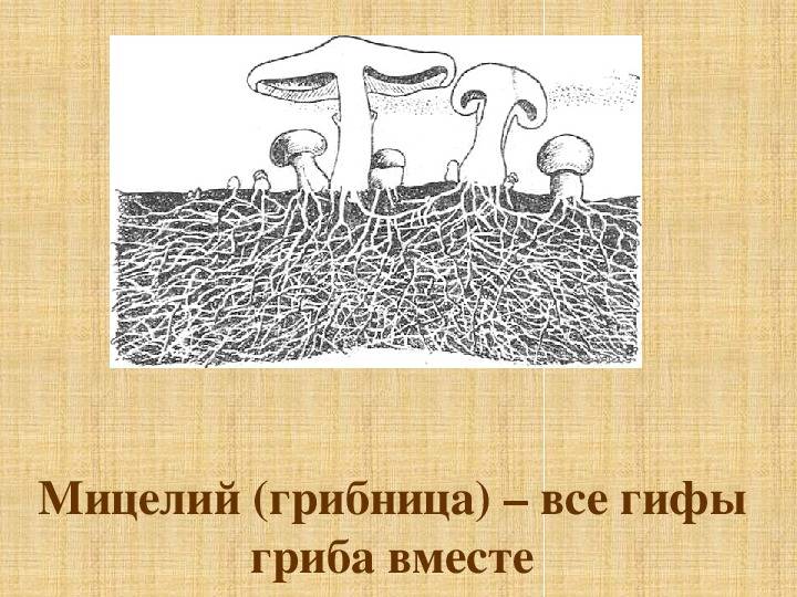 Гифа гриба. Мицелий грибов это в биологии 5 класс. Мицелий грибов грибница. Мицелий это в биологии 5 класс. Мицелий грибов биология 5.