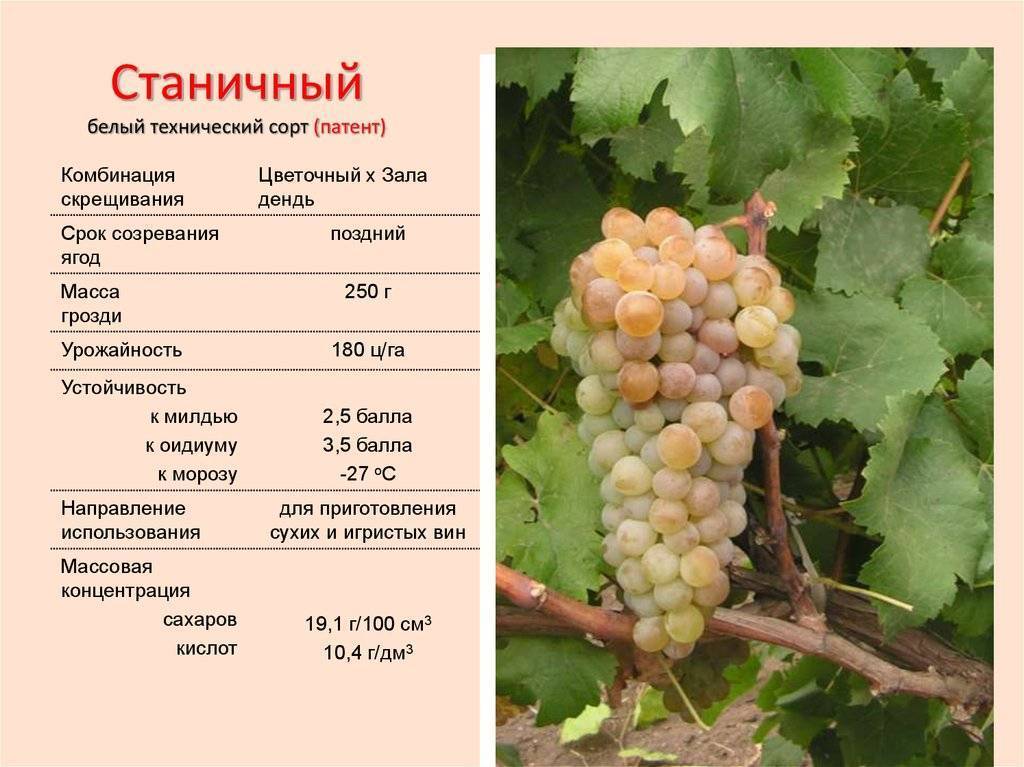 Прикубанский — сорт винограда