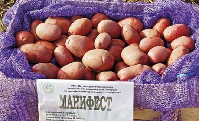Картофель романо: характеристика, агротехника выращивания