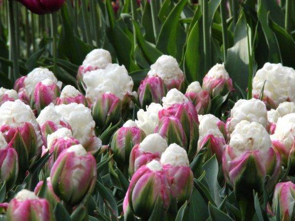 Тюльпаны «айс крим»: описание сорта и выращивание - огород и сбор