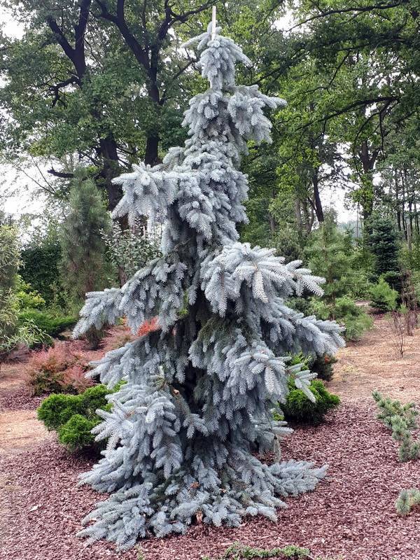 Picea glauca pendula фото