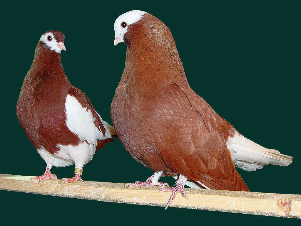 Обзор мясных пород голубей: их описание и фото
обзор мясных пород голубей: их описание и фото