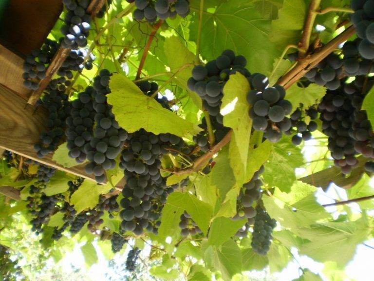 ✅ виноград изабелла белая описание. виноград изабелла: всё о выращивании сорта, рекомендации по уходу за культурой - живой-сад.рф